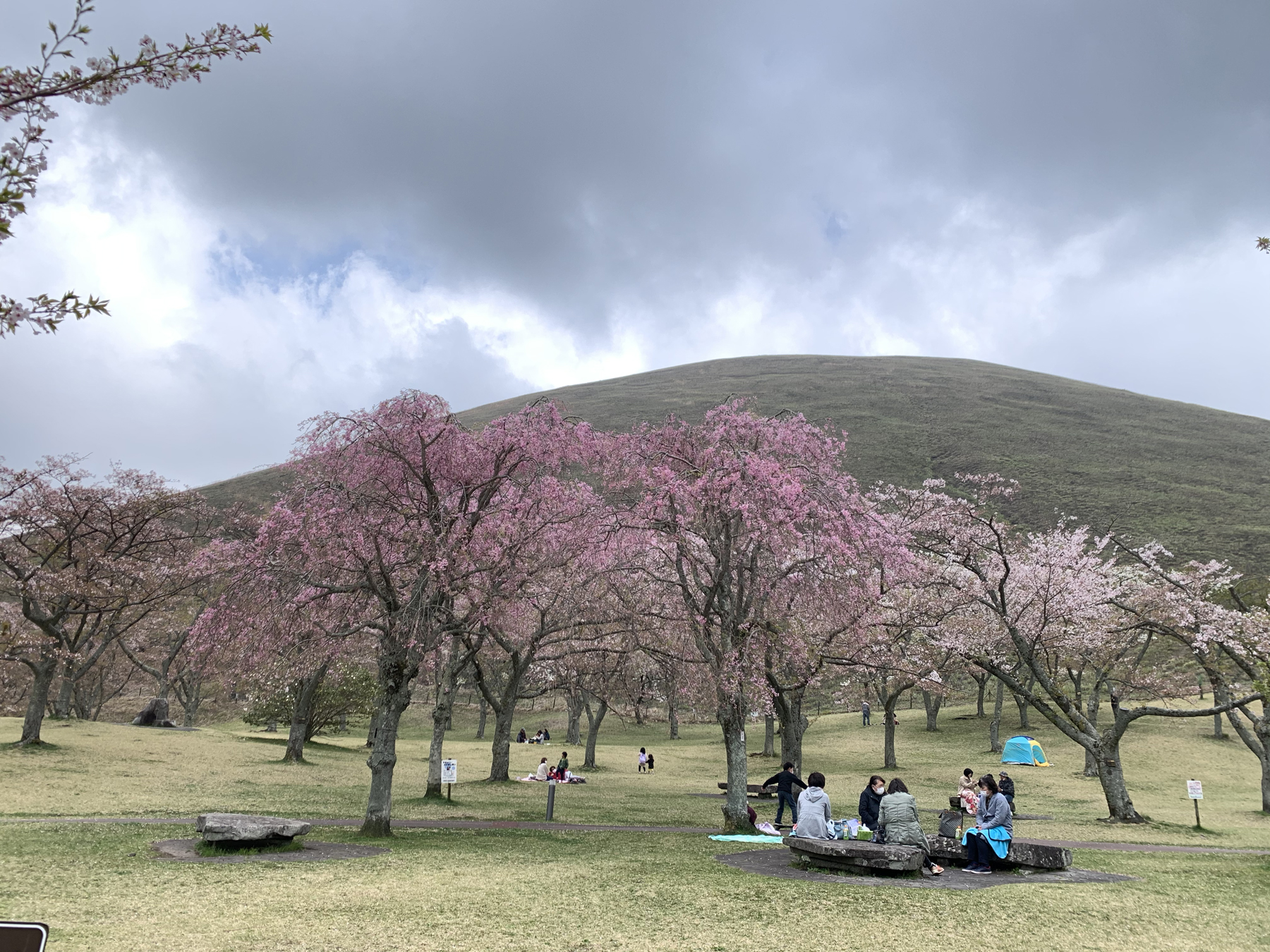 伊豆の桜 Twitter Search Twitter