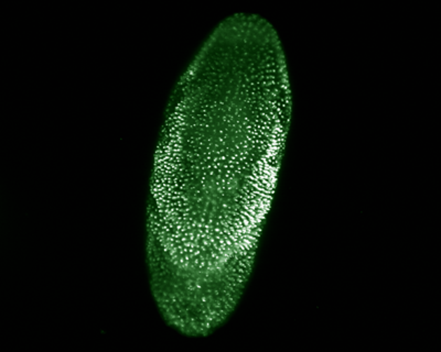 Photometrics's tweet photo. Beautiful image shared with us of a Drosophila embryo taken on OpenSPIM with the #Iris15! #fluorescencefriday https://t.co/qoRCnsZb6o