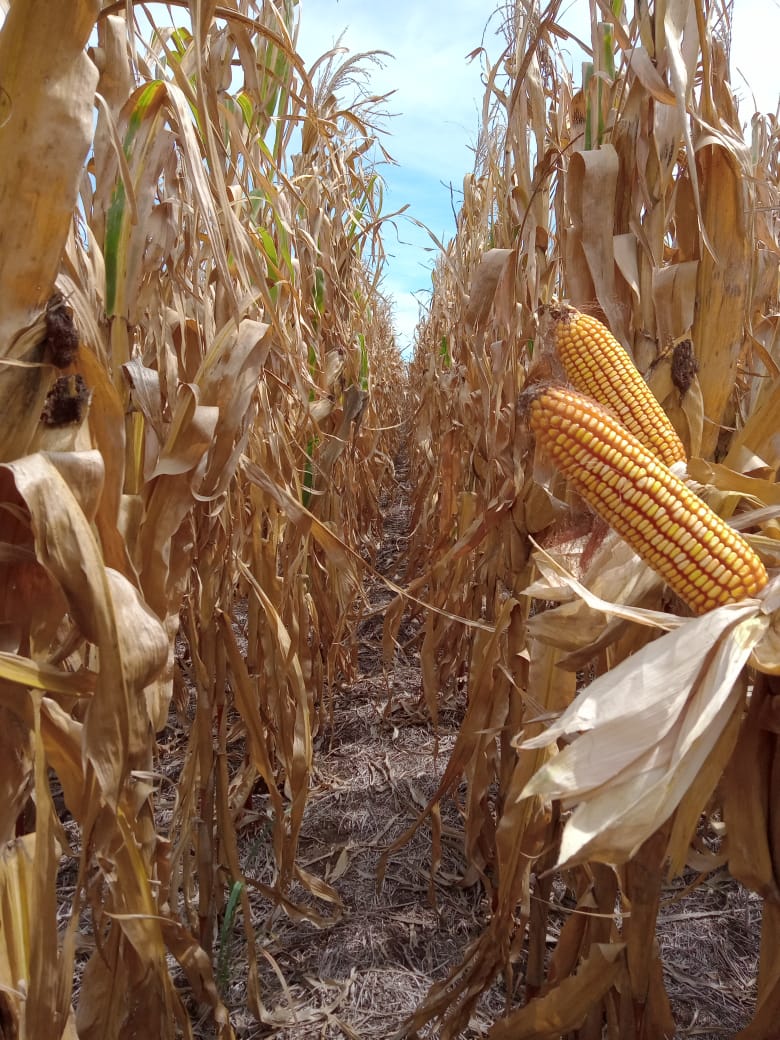 #Recorrida: maíz temprano en la zona de Villa Sauze

🌽 DK 7272 
🌽 DK 7270

<a href="/DekalbArgentina/">DEKALB Argentina</a> @Bayer4CropsAR
