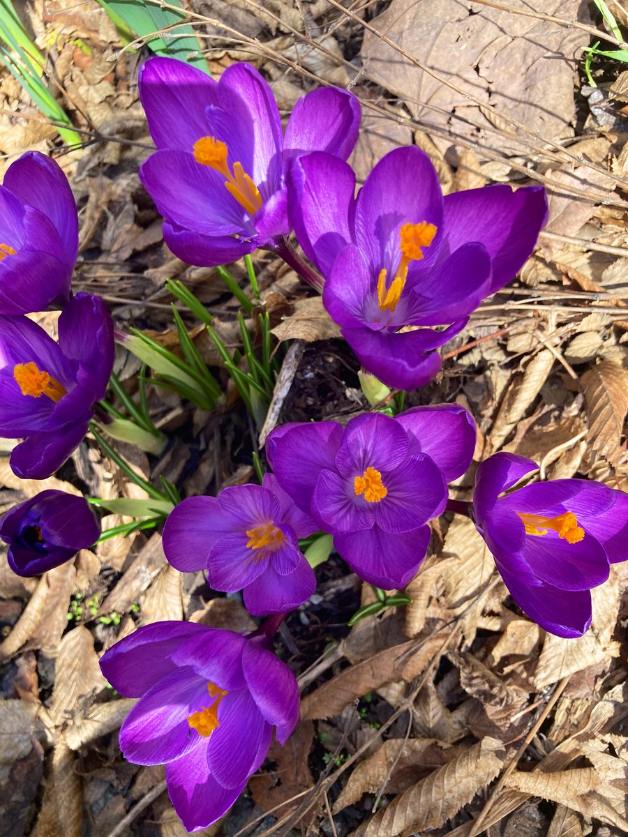 notconstance's tweet photo. Must be spring https://t.co/t14z3gsw0y