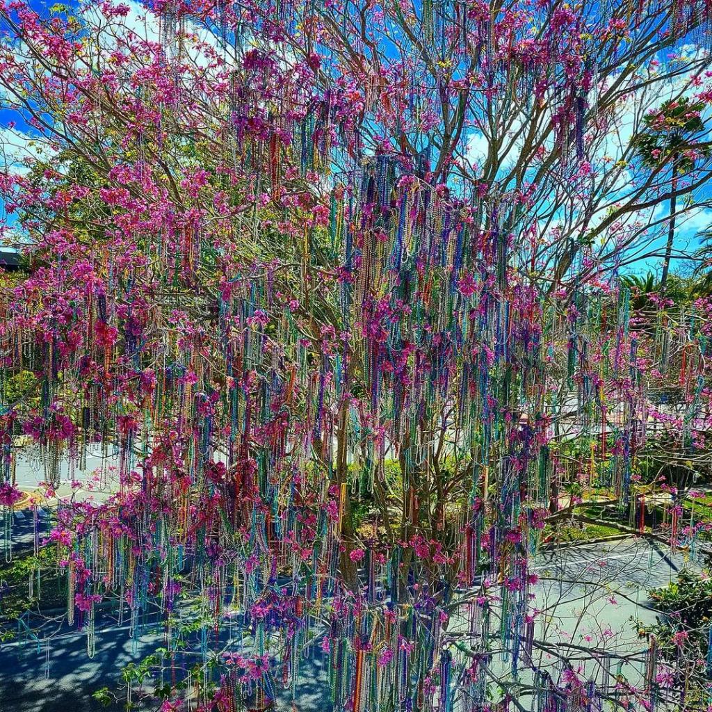 Universal Orlando Resort on X: UO Bead Tree: Whew. Soon I won't have  these beads weighing me down. Us: Mardi Gras has been extended to April  11! Bead Tree: 😑 IG 📷