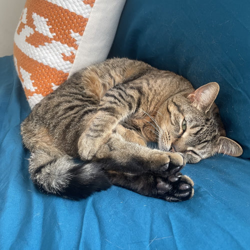 glacialmedia's tweet photo. When working from home for a couple of days, that just means more time with your four-legged family members. 

Happy #FurryFriendFriday from all of our home office "co-workers." 🐶😺 https://t.co/4D9Aue9w8M