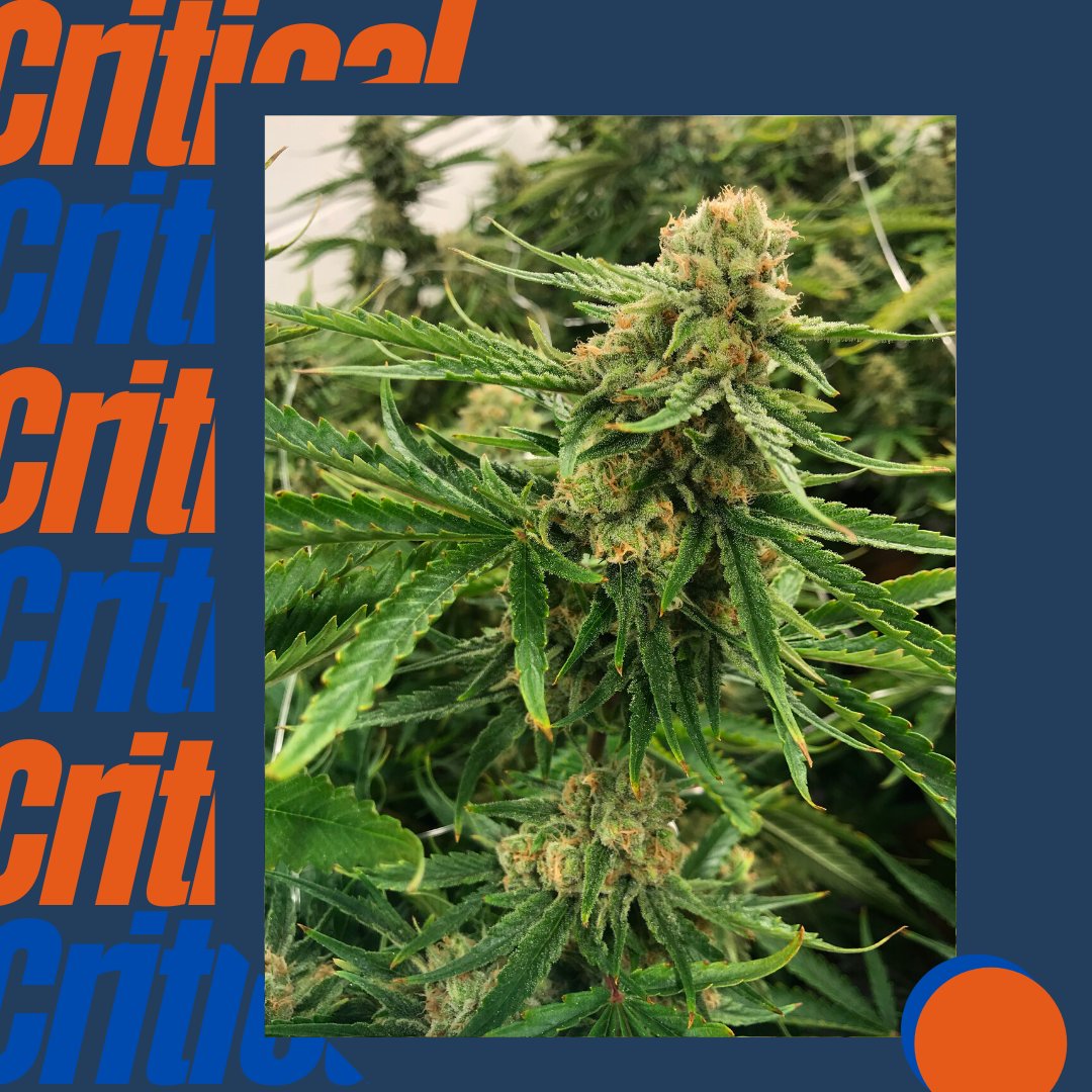 benchmarkbc's tweet photo. Its critical that you pay attention to this strain
 Focus in on hardy, neon green buds and get captivated by sweet and spicy flavors and aromas. Critical 2.0 from Benchmark Botanics.

#CannabisCommunity #cannabisindustry #cannabis https://t.co/qGcsGujwys