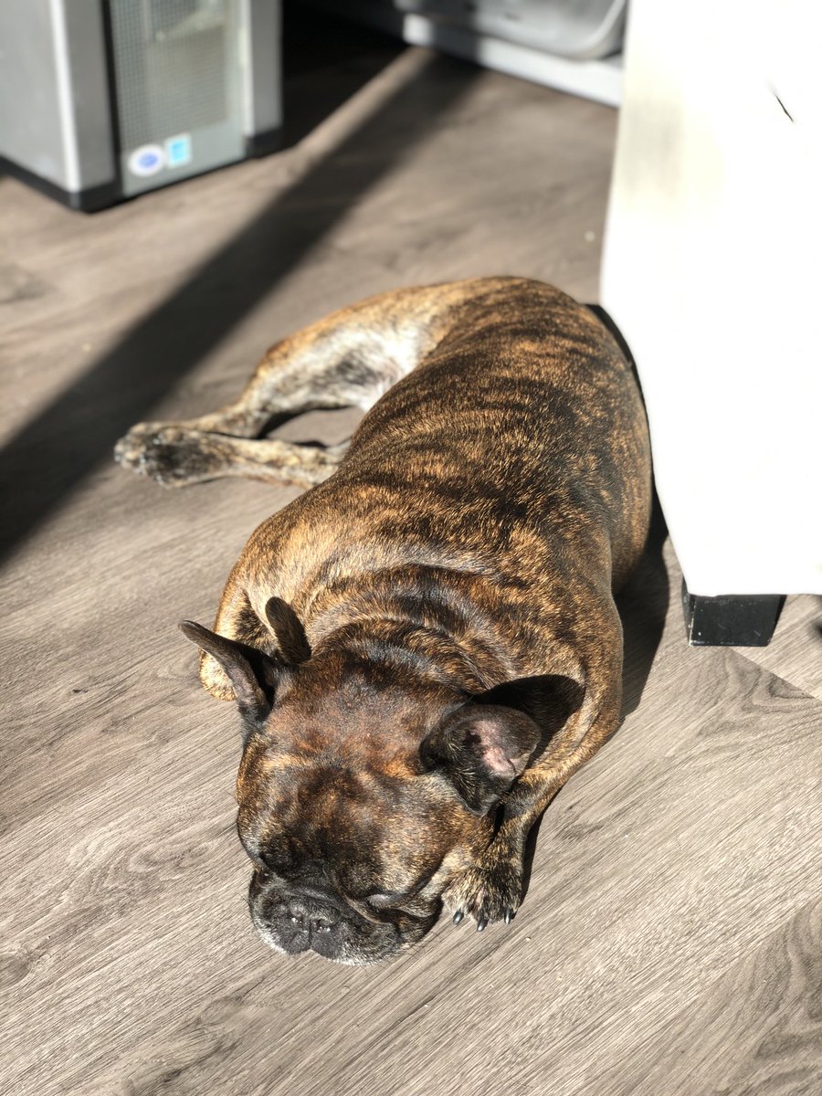 lyssmarri's tweet photo. Her colours 😍 #frenchbulldog https://t.co/kQv0RiHu78