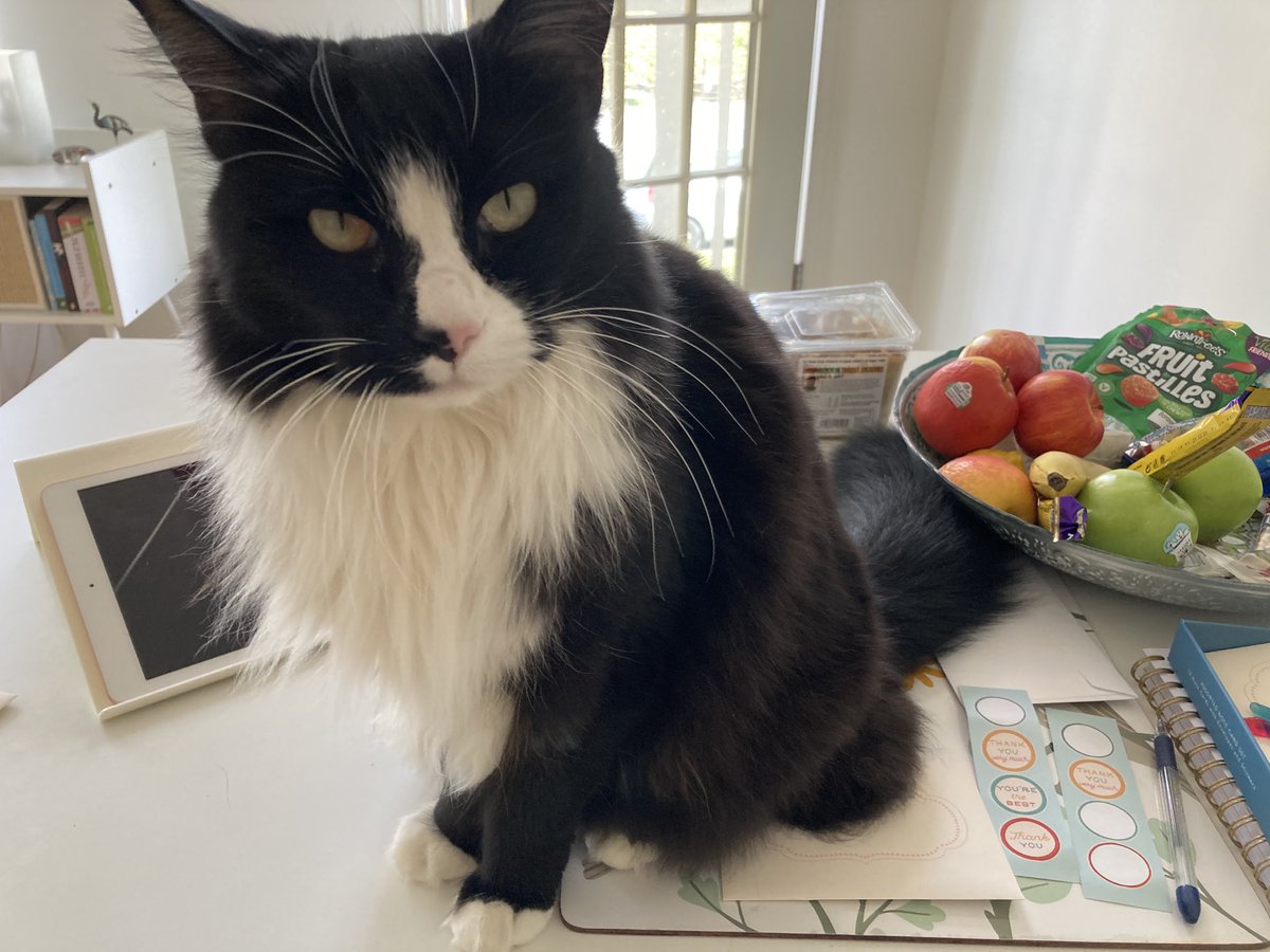 balisally's tweet image. Oi! Trying to write cards here #caturday #nothelpful #cats