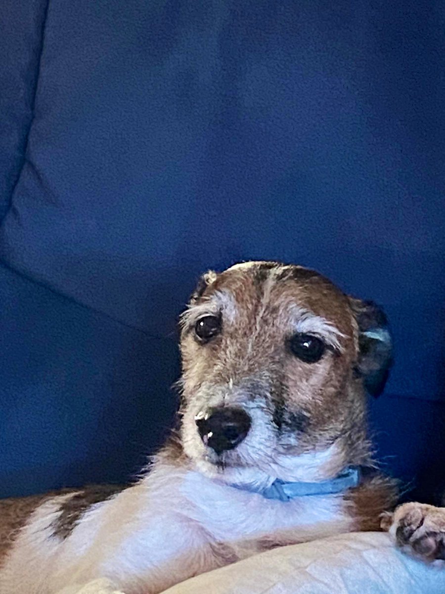 Jacks643's tweet photo. Are they to jack Russels like mine: https://t.co/2mQNHLHWdD