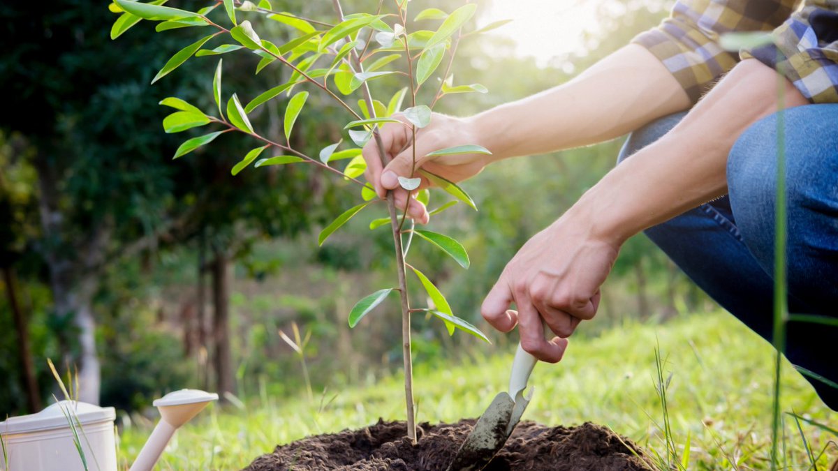 SCE_Communities's tweet photo. We partnered with @CalReLeaf, @SDGE, @CAL_FIRE and @forestservice to provide $60k in grants for local organizations to celebrate #CAArborWeek and share the importance of trees in promoting health and combating climate change. 🌱 🌳 https://t.co/u3e8r2zITi