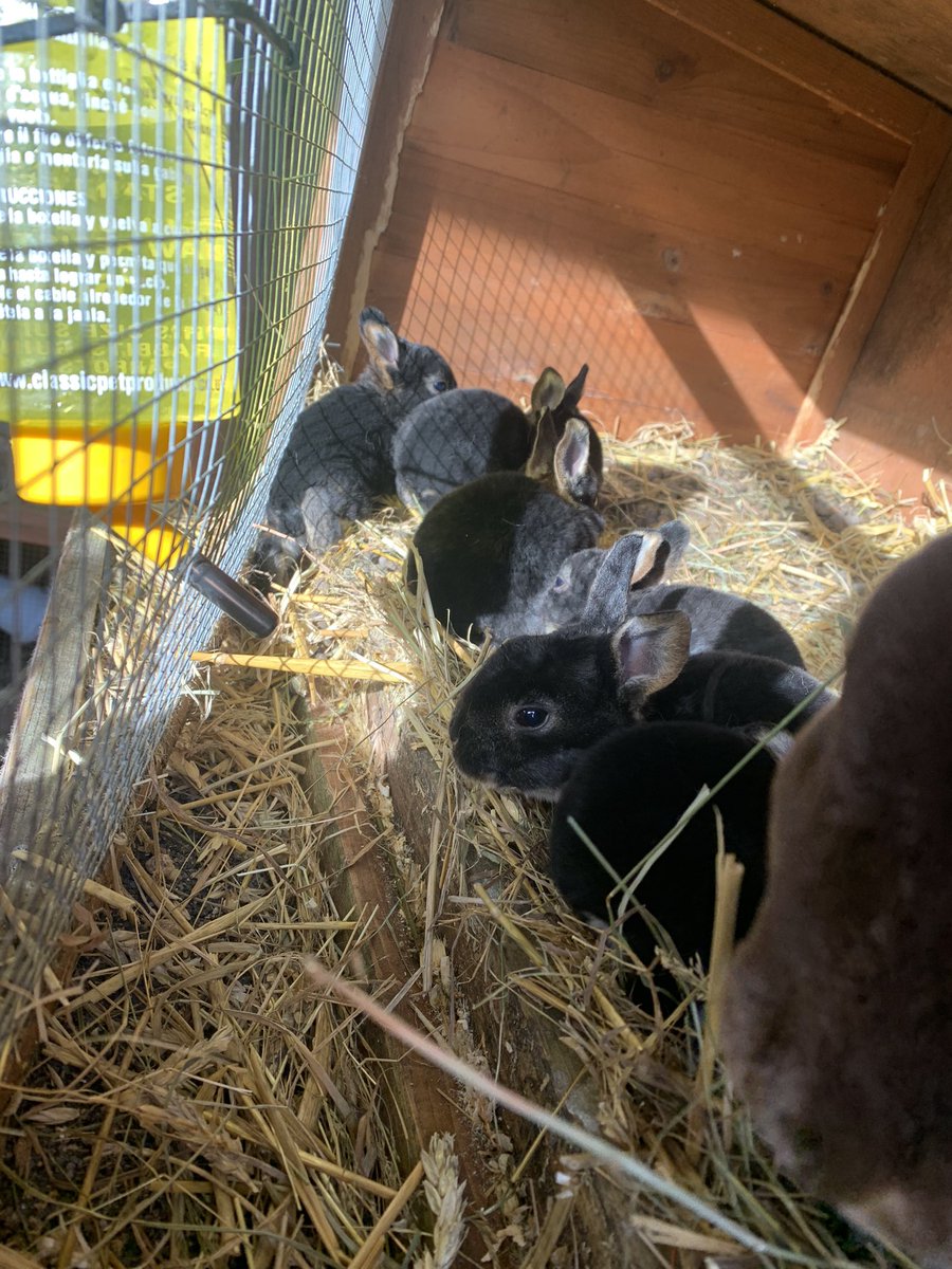 Leanimals2's tweet photo. Baby bunnies enjoying yesterdays sunshine ❤️🐰 https://t.co/YOl2tL0iUz