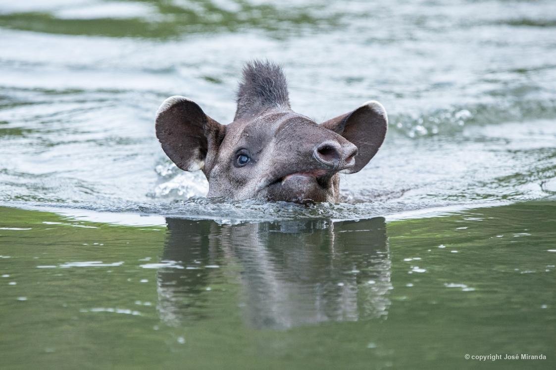 Biofaces tweet media