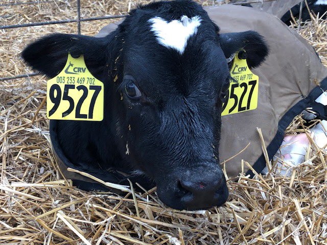NHPreK's tweet photo. Pre-K took a virtual tour of Old McDonald’s Dairy Farm today. We got a behind the scenes look at what goes on at the dairy farm. We also got to name our very own calves. Meet Cutie Heart (9527) and Milky Emma (9526)! https://t.co/UOTRepO3Hy