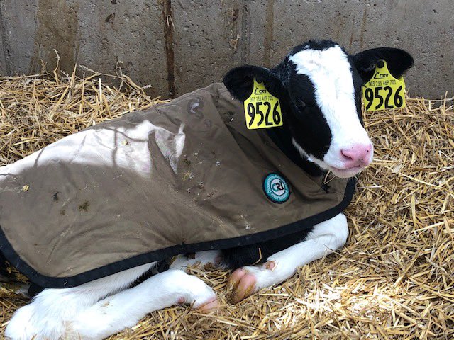 NHPreK's tweet photo. Pre-K took a virtual tour of Old McDonald’s Dairy Farm today. We got a behind the scenes look at what goes on at the dairy farm. We also got to name our very own calves. Meet Cutie Heart (9527) and Milky Emma (9526)! https://t.co/UOTRepO3Hy
