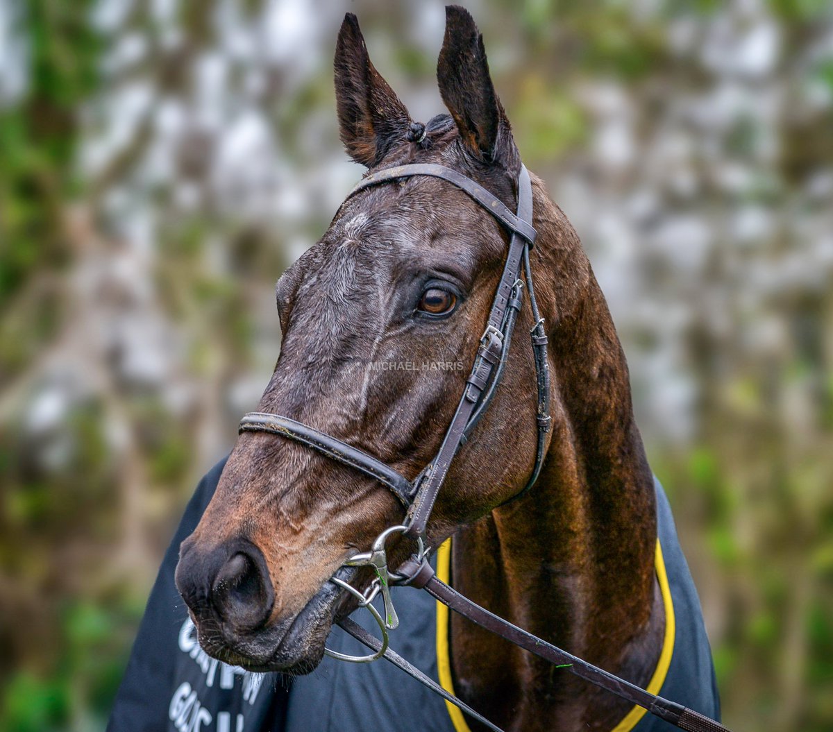 mjyharris's tweet image. AL BOUM PHOTO.
Spend time watching and observing this horse and you will really warm to him. He has such a distinctive look and demeanour. He's won two Cheltenham Gold Cups and could well win a 3rd next week but has still failed to really capture the racing public's imagination.