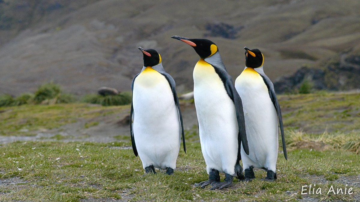 3 royals step out for a little waddling. #KingPenguins 
#Antarctica  #southgeorgia #penguin #penguins #birdphotography #wildlifephotography #bird #wildlife #naturephotography #seabird #seabirds #birdlover #KingPenguin