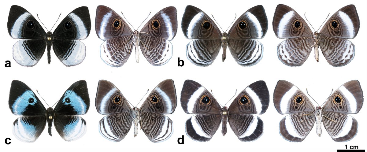LucasKaminski12's tweet photo. In the Amazon rainforest, dozens of Mesosemia species can live in sympatry. How do they partition resources? Natural history information can help us think.
link to paper https://t.co/9F2A9eM6OI https://t.co/AlwptRAB4H