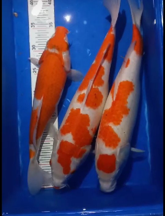 Ikan Koi utk hobi
Bisa utk investasi juga 
Follow @abi_sasal 
RT + Like
Replay : doa utk usahanya
25 k utk 1 akun Pickaw
25 k utk 4 akun handpick
End bsk jam 20.00
#umkmjaya