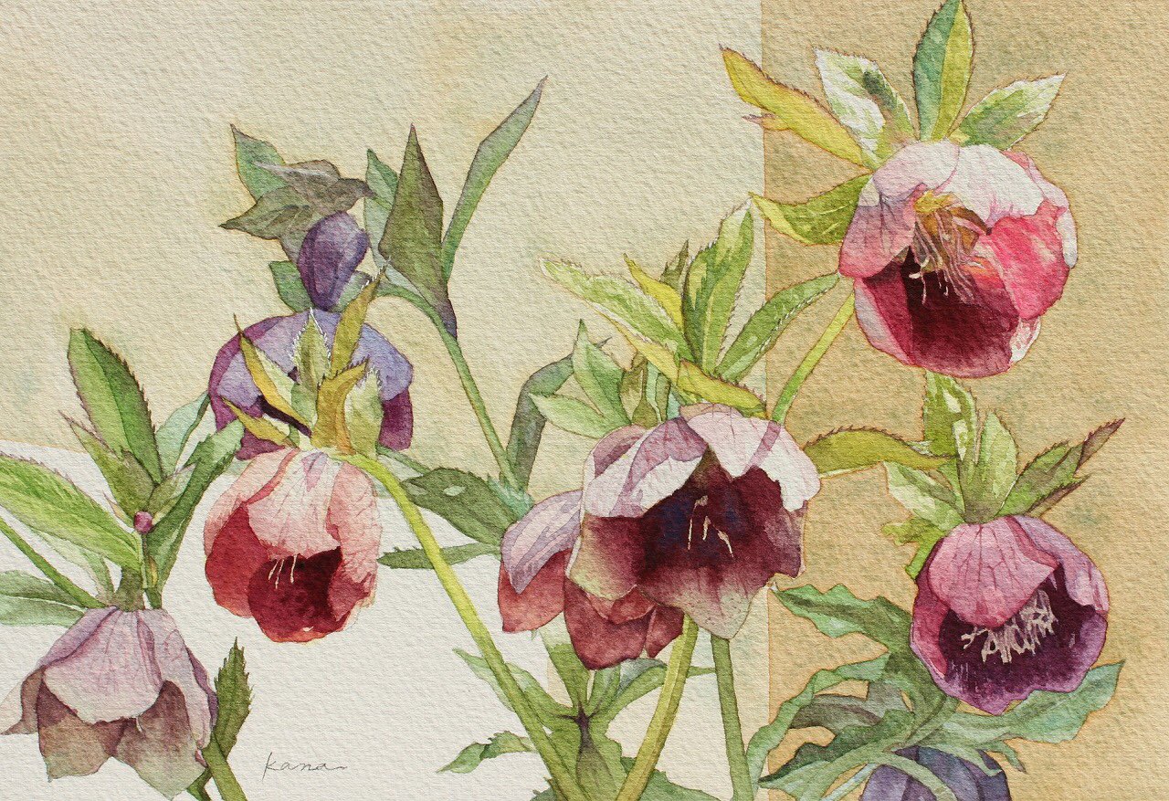 透明水彩画原画白薔薇ホワイトクリスマス 透明水彩画原画白薔薇ホワイトクリスマス - メルカリ