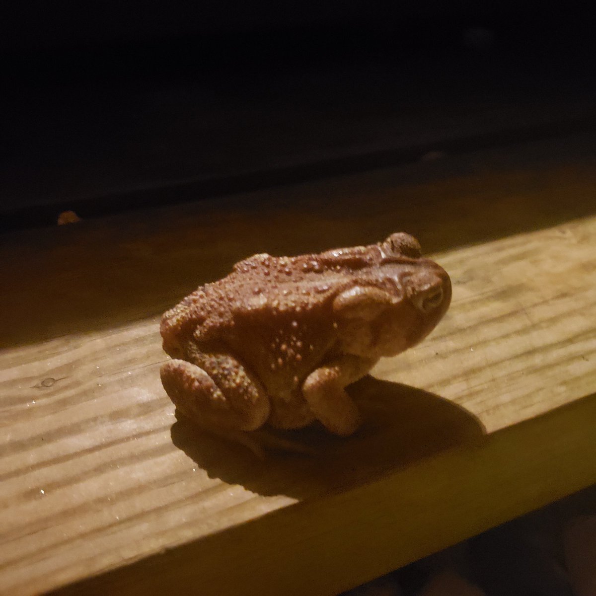 ChessFurs's tweet photo. After a long hiatus I am pleased to announce it is once again #toadtime https://t.co/pKNA4G7ANK