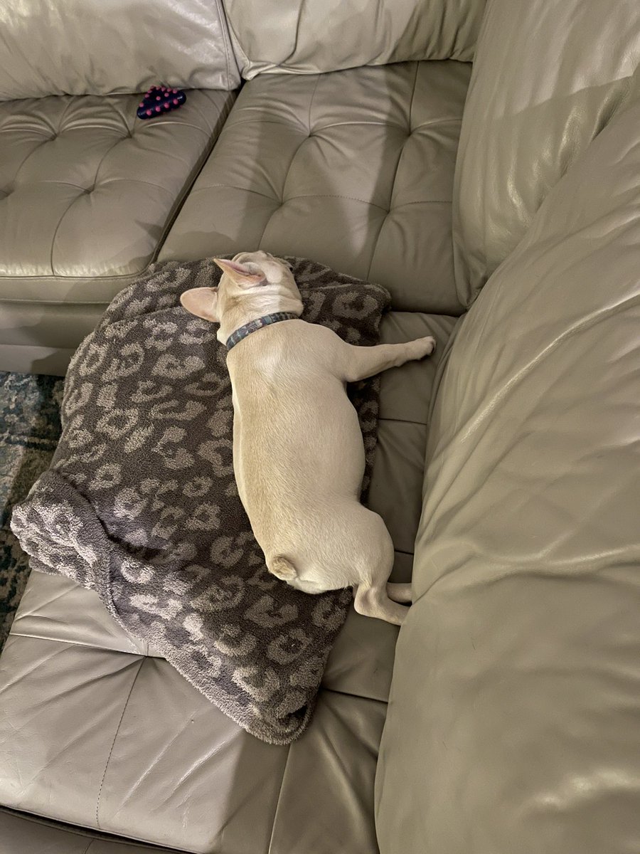 SpoiledMiley's tweet image. Goodnight guys - you can find me here for ... well til my pawrents wake me up