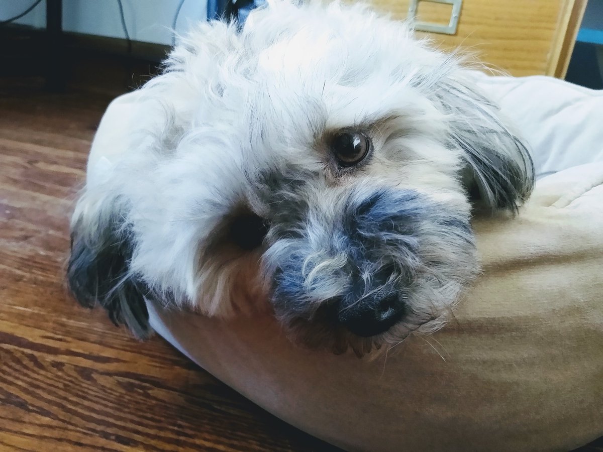 ElinMoor's tweet photo. My office mates are the best https://t.co/aNhlvEBxQf