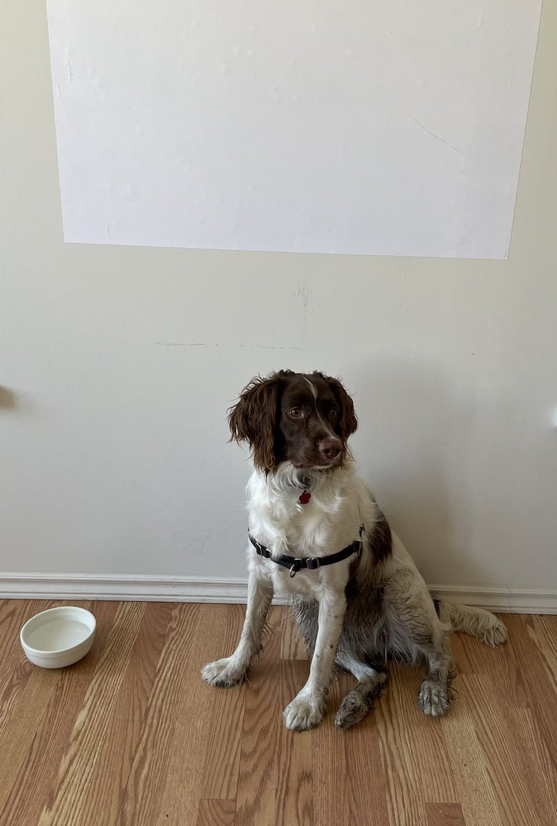 bronwynnewilton's tweet photo. When the office dog is missing her fellow brainstormers to be creative on the whiteboard! #CovidWorkLife #StayHomeStaySafe #ontag #cdnag #WiltonGroup https://t.co/KxO5FMReC1