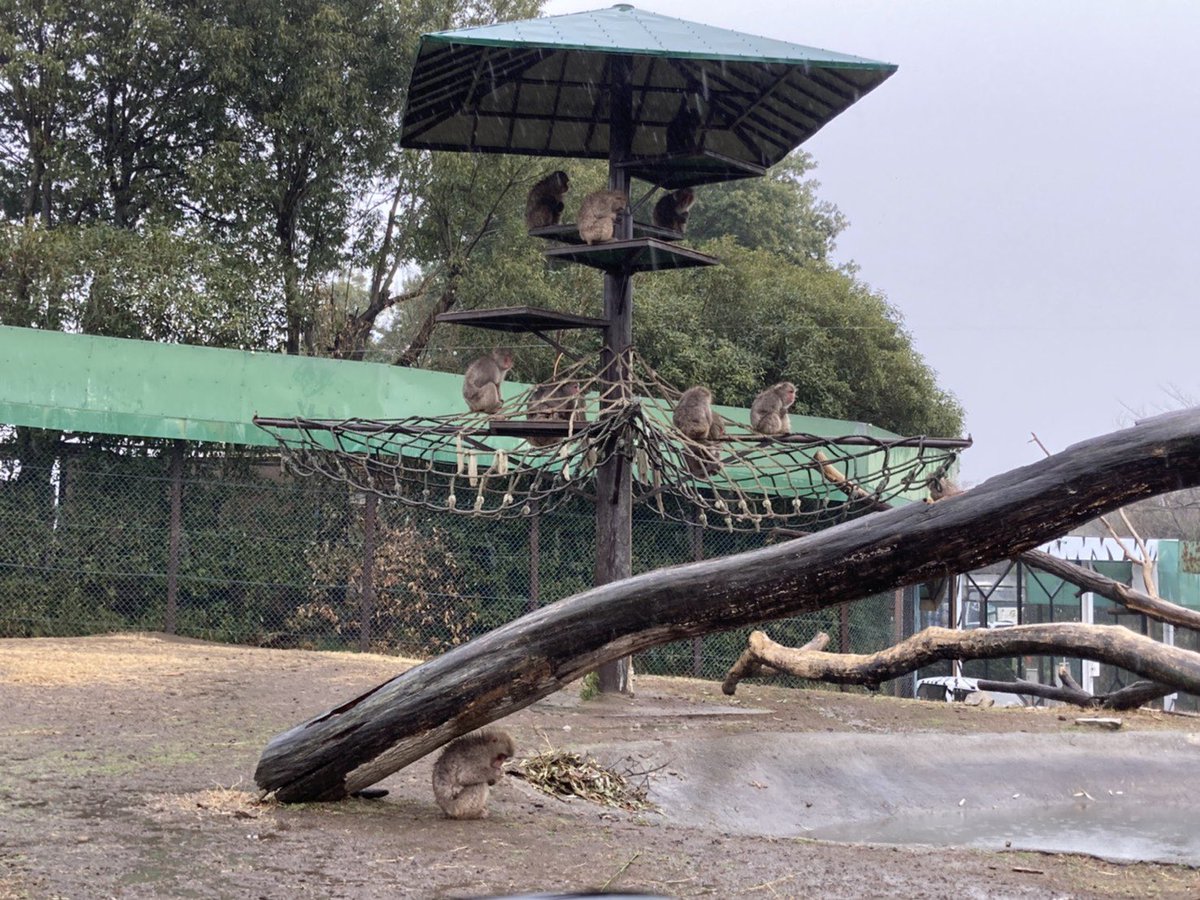 群馬サファリパーク 公式 V Twitter 雨が降る日はみんなでシェルターに雨宿りをしています そこは雨宿りになってるの 笑 と言う様なところでしている子も 笑 群馬サファリ サファリパーク飼育 ニホンザル 雨宿り 群馬サファリパーク 公式 V Twitter 雨が降る日はみんなでシェルターに雨宿りをしています そこは雨宿りになってるの 笑 と言う様なところでしている子も 笑 群馬サファリ サファリパーク飼育 ニホンザル 雨宿り