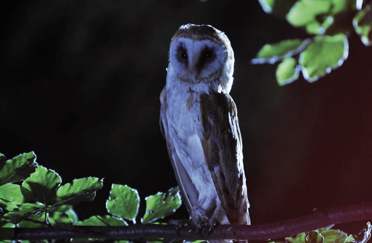 Jessie_theAlien's tweet image. #threehorrorrecommendations

Anyone can play that way I get MORE fun recommendations right??

⚠️ May the Devil Take You (2018) ⚠️
👽 The Fourth Kind (2009) 👽
🍃 Invasion of the Body Snatchers (1978) 🍃