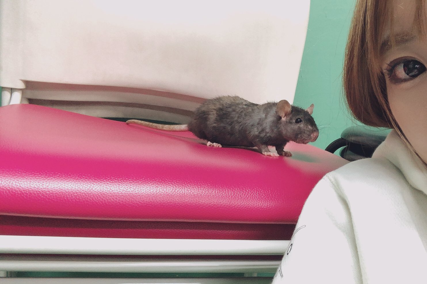 ファンシーラットのクロエ 全部が可愛い ファンシーラット ネズミ エキゾチックアニマル ねずみ 小動物 ラット マウス クロエ T Co Zldnpqtadx Twitter