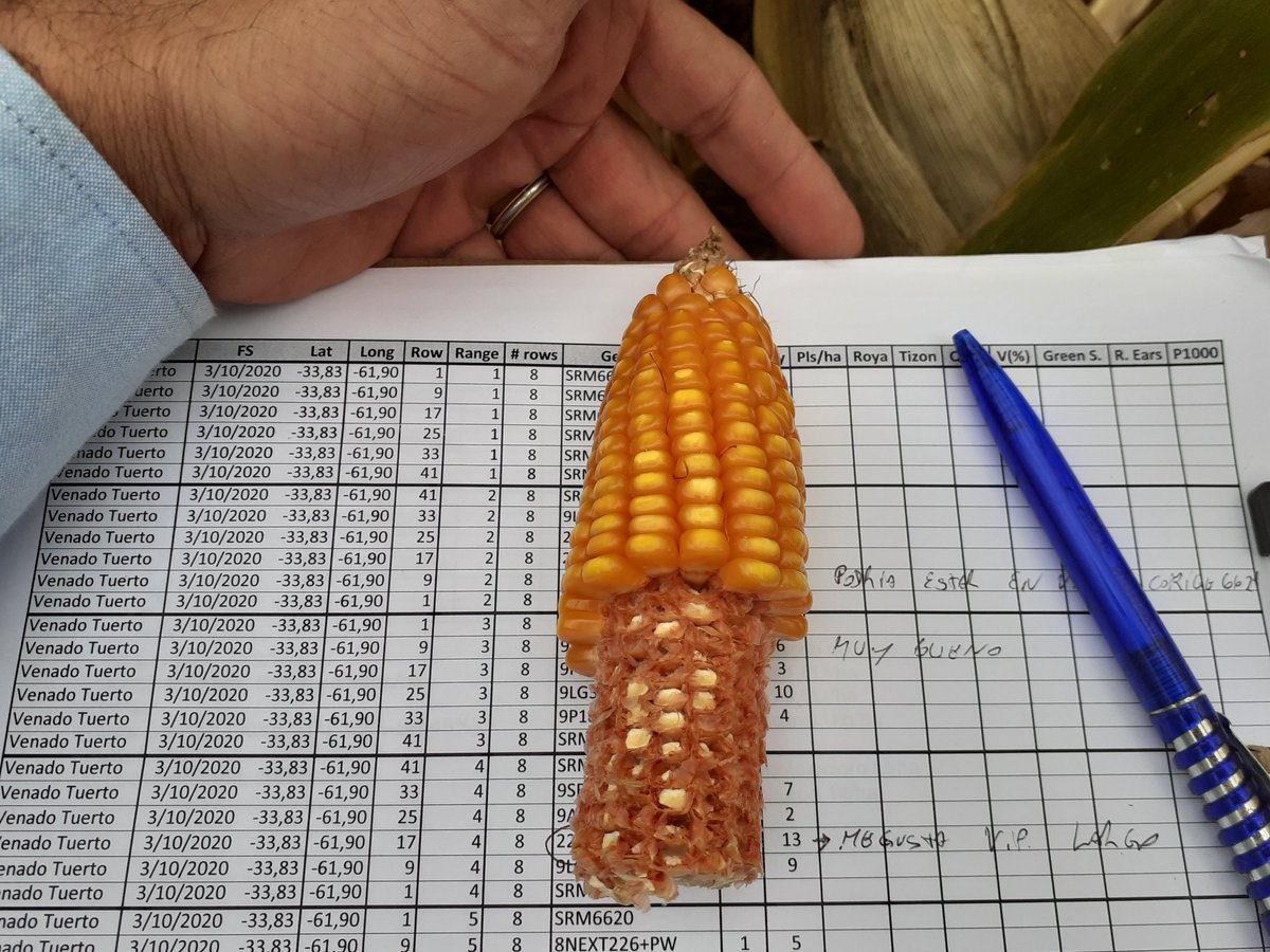 lgsemillas's tweet photo. Fin del #Corntour X zona núcleo. comparando los pre-comerciales con nuestra paleta actual. 💪💪🌽🌽 vamos que se vienen cosas interesantes. #Estabilidad y #Rendimiento
#Juntosproducimosmejor
#Deproductoraproductor
#SomosLG https://t.co/0eMk3CkRgT
