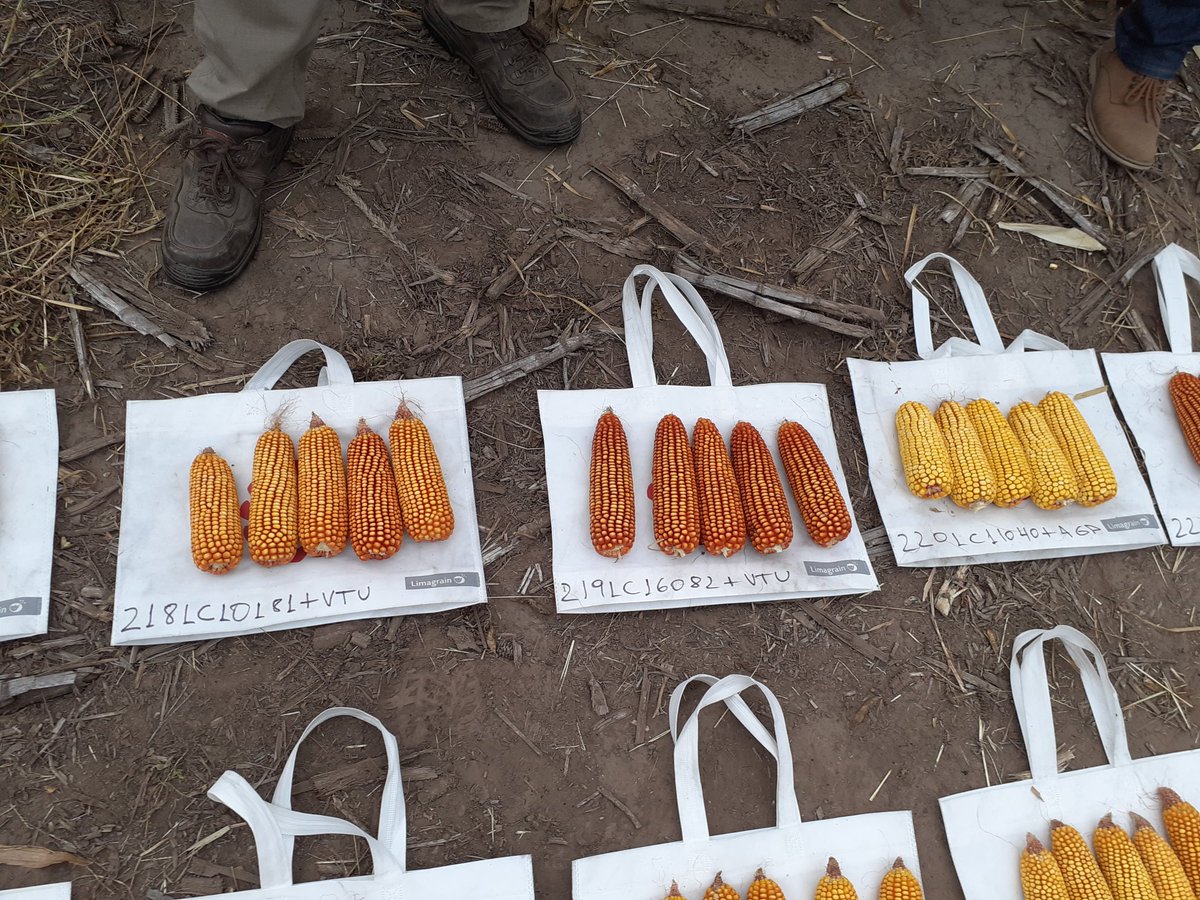 lgsemillas's tweet photo. Fin del #Corntour X zona núcleo. comparando los pre-comerciales con nuestra paleta actual. 💪💪🌽🌽 vamos que se vienen cosas interesantes. #Estabilidad y #Rendimiento
#Juntosproducimosmejor
#Deproductoraproductor
#SomosLG https://t.co/0eMk3CkRgT