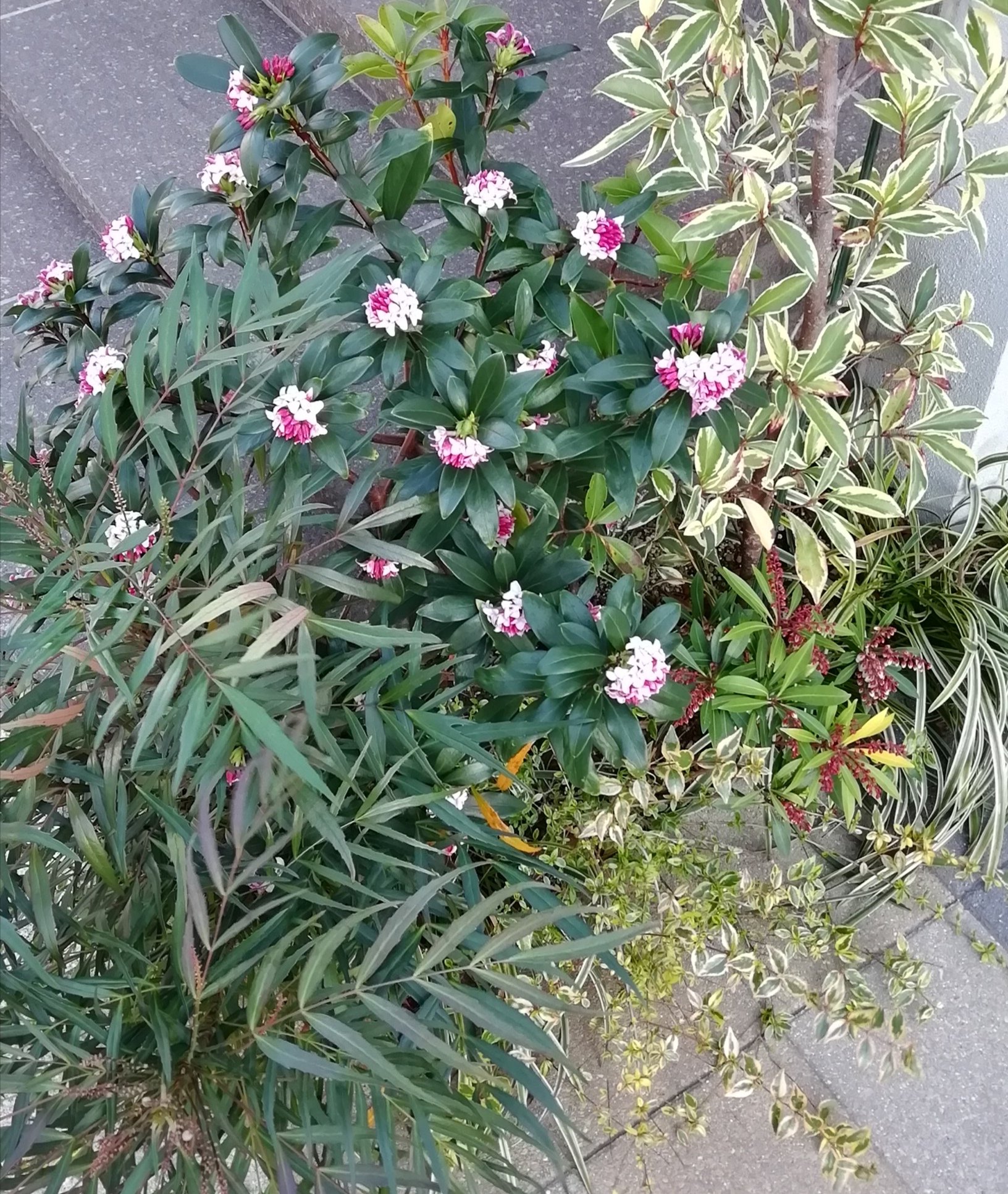 もも 沈丁花 昨年に引続き今年も綺麗に咲いてくれました 少々大きくなってきたので剪定して大きさを保とうと思います Netで学んでも剪定は再起不能を招きそうで怖い ノdヽ いいアドバイスがありましたら教えてください 沈丁花 じんちょうげ