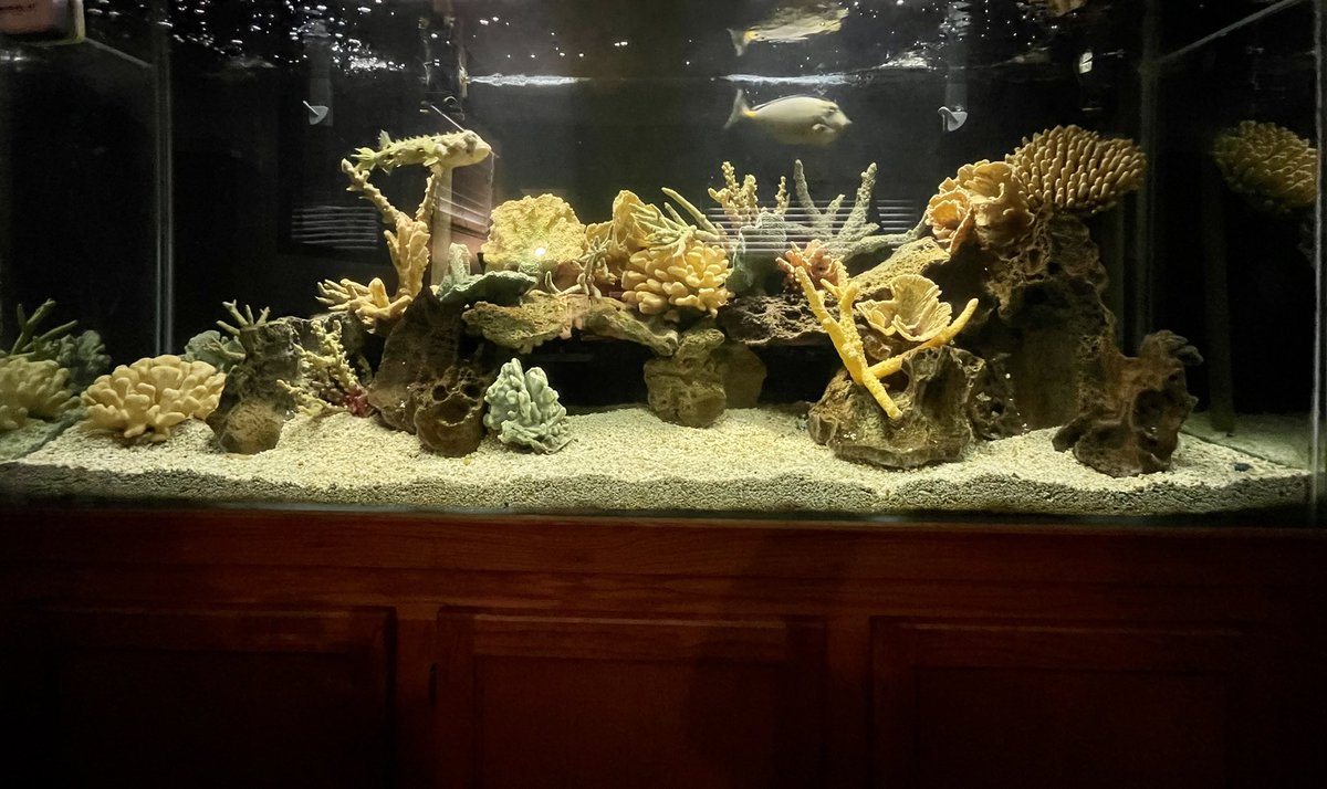 ReefSolutions1's tweet image. Believe it or not, just 2 Penguin 450’s on this 150 gallon aquarium.