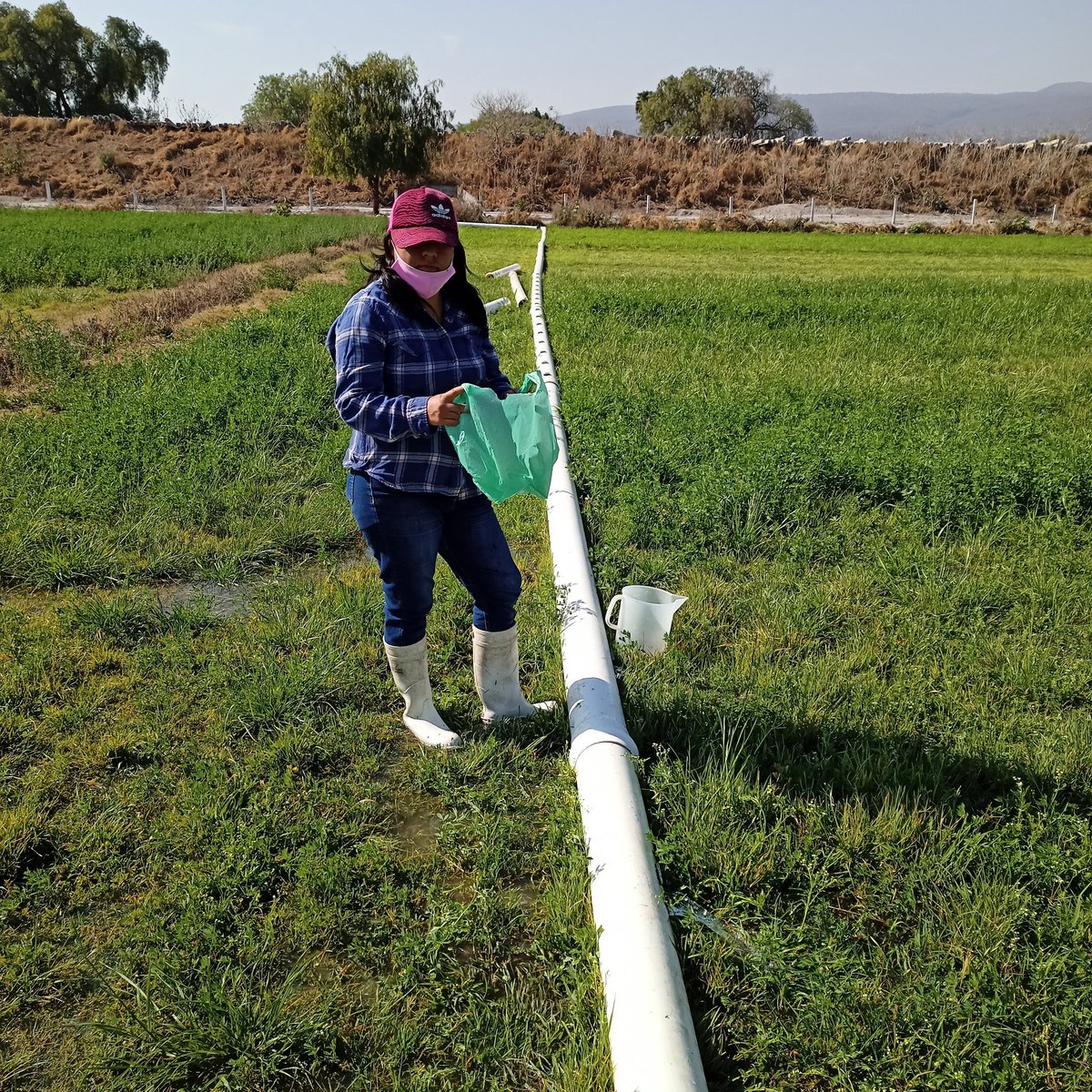 Prueba de riego en alfalfa, en Michinelas, <a href="/celaya/">Jon Celaya</a>, <a href="/MUAC_GTO/">Mejores Usos del Agua en el Campo</a>,@SDAyR_GTO
