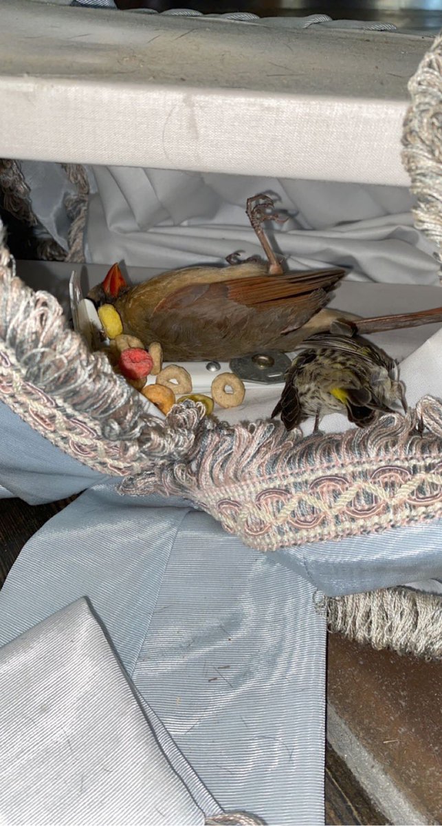 abby_holberton's tweet photo. some people that live by the family that i nanny for asked if i could temporarily babysit their kids and i fully regret it bc the 4 year old is a sociopath. yes those are 2 dead birds that she hid in the house https://t.co/mRDg8PjT5G