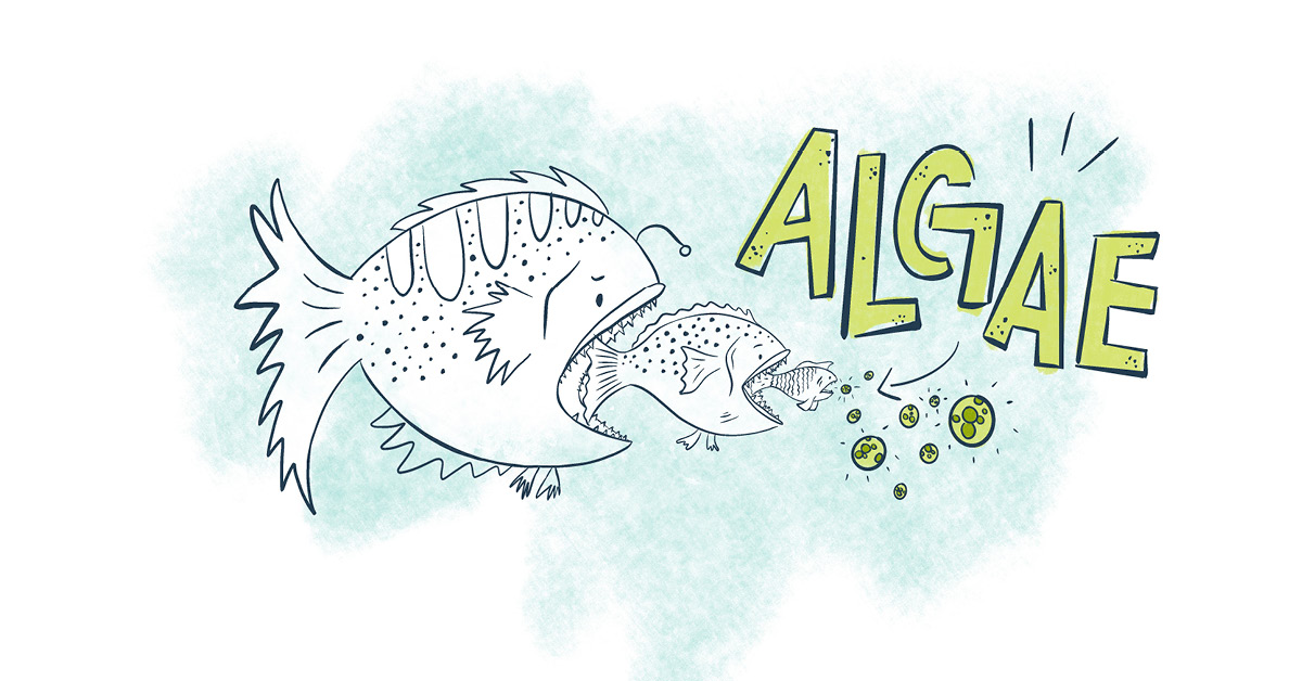 AlgarithmDHA's tweet photo. #foodchain #funfact: We eat fish, who eat smaller fish, who eat #algae. But we can get #vegan #fishfreeomega3 straight from the source, and reap the same health benefits as fishy #omega3! More in our latest Blarticle, by Registered Dietitian @JaneDummer: https://t.co/eqeRAuwcZi https://t.co/ipBEtSASR2