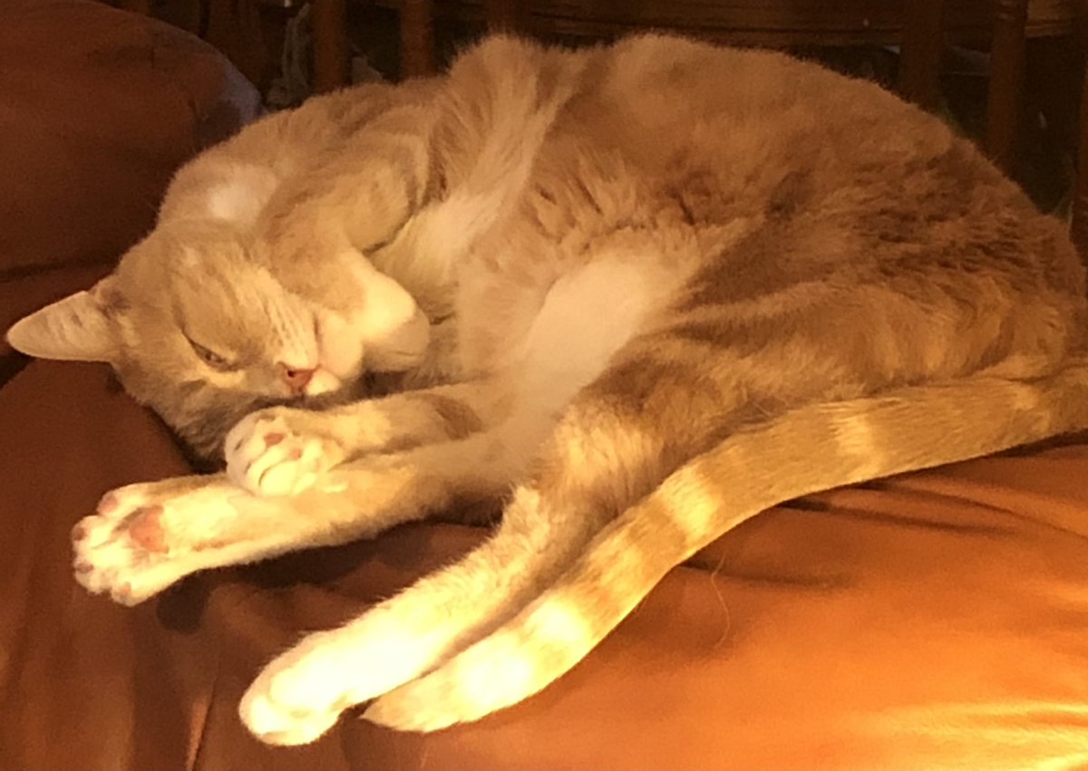 lawflunkie's tweet photo. @AmyFreeze7 #supercatsaturday Mr. Pickles patiently waiting for spring. https://t.co/eb4iZqN0JO