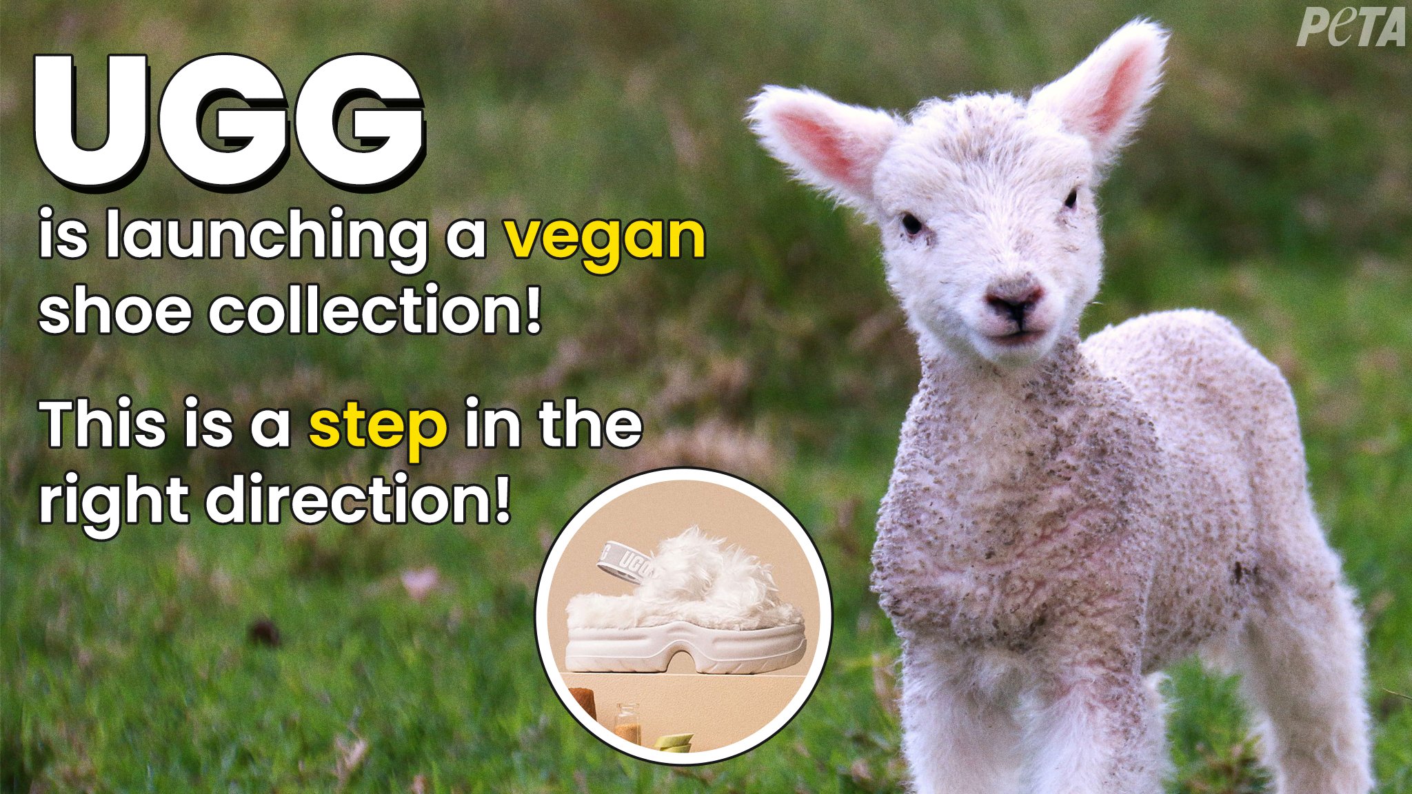 Uggs kill sheep shop