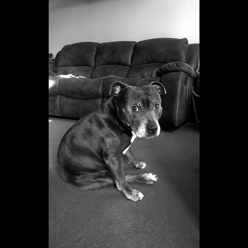 Today I said goodbye to my best friend, sleep well maggot you will always be with me 💔