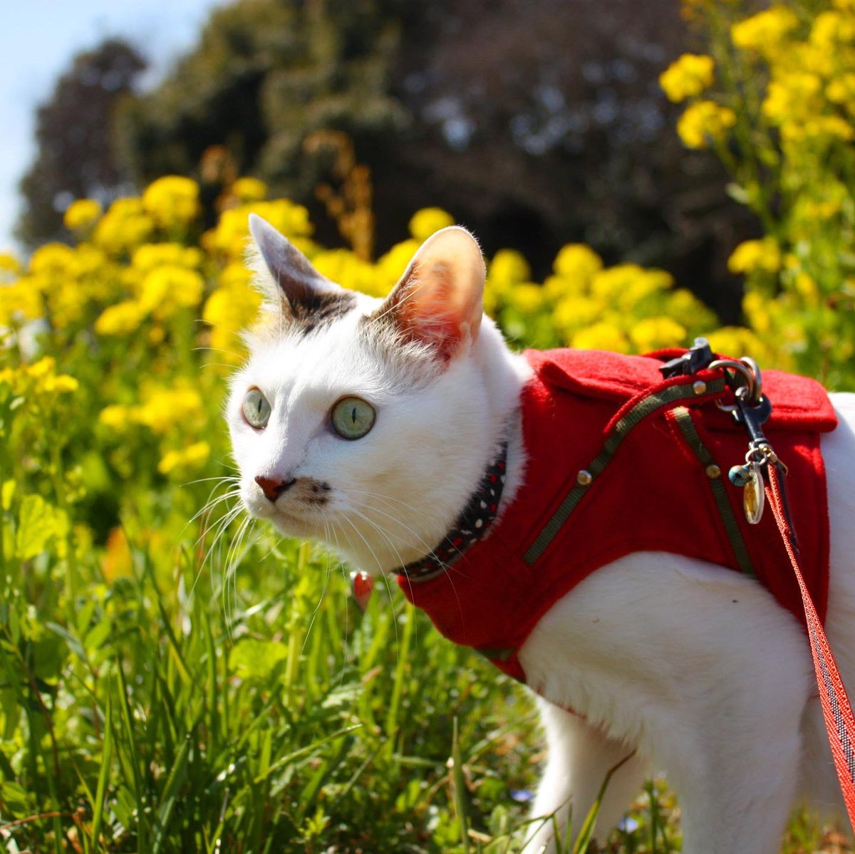 散歩猫 散歩猫