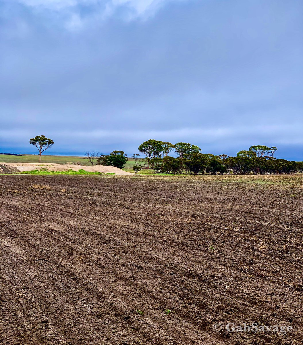 SavGab's tweet image. Always a first time for everything @tolgafarm - Seeding in the 2nd week of March!  Planting Illabo wheat 🌾 it’s a winter wheat variety. A duel purpose winter wheat for grazing 🐑 and grain🌾 production. 🤞 there is enough moisture in that soil🌱 Paddock has been planted!