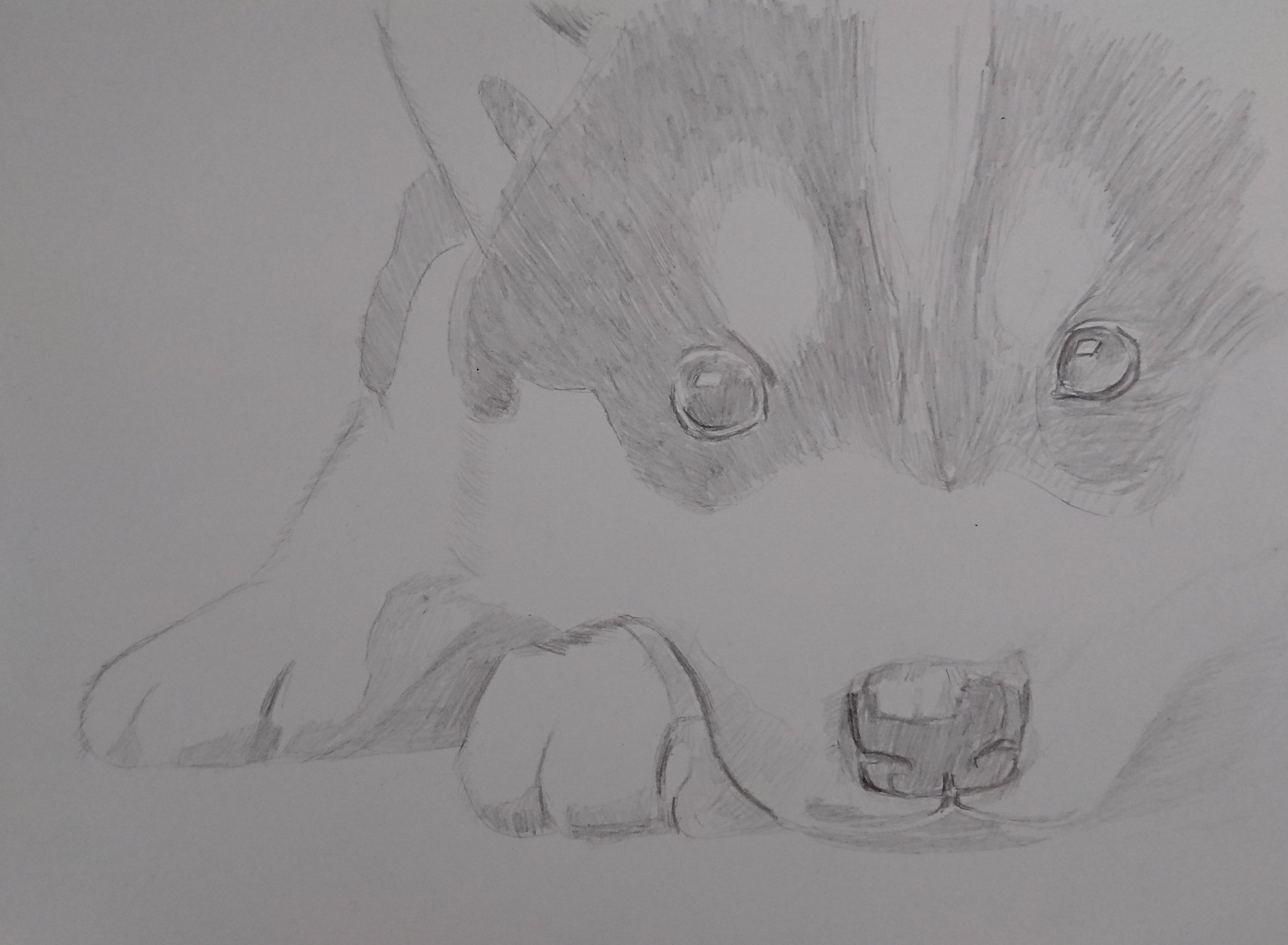 Neko ｪ On Twitter わんちゃん描きました ﾓﾌｯ 鉛筆画 みんなで楽しむtwitter展覧会 シベリアンハスキー Https T Co Fjbjz5bctg Twitter