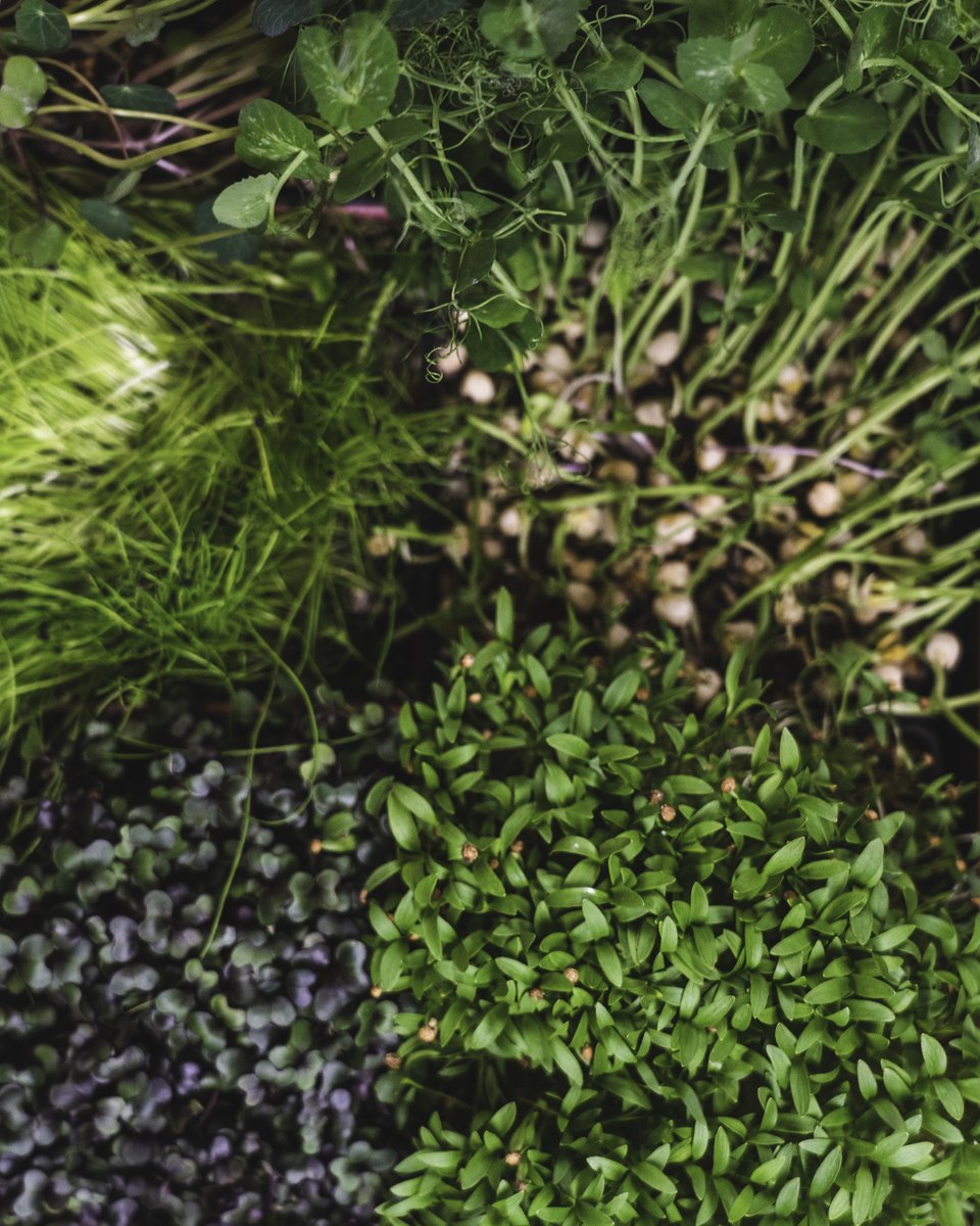 On top of fresh produce harvested from the farm daily, our culinary team keeps a sprout spread living and ready right in the kitchen for use!