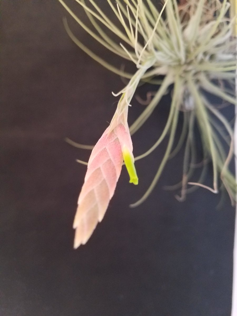 trimleaf's tweet photo. Tillandsia ignesiae https://t.co/k9Yp0wgMus