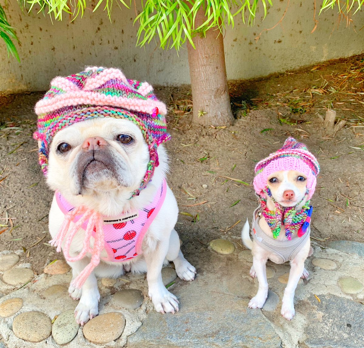 All Dressed Up Ready For The Snow, At The Beach!!!!! Thank you @sarahdrake5128 For The Awesome, Handmade Beanies!! We Love Our Beanies😘😘😘
#beanies #doghat #lumberjacks #snowday #beachlife #handmadehats #crafty #dogsinhat #surfgidgetthepug #surfdog