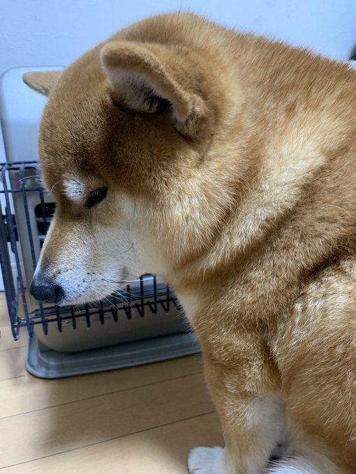 ゲリベンベイベー S Recent Tweets 12 Whotwi Graphical Twitter Analysis