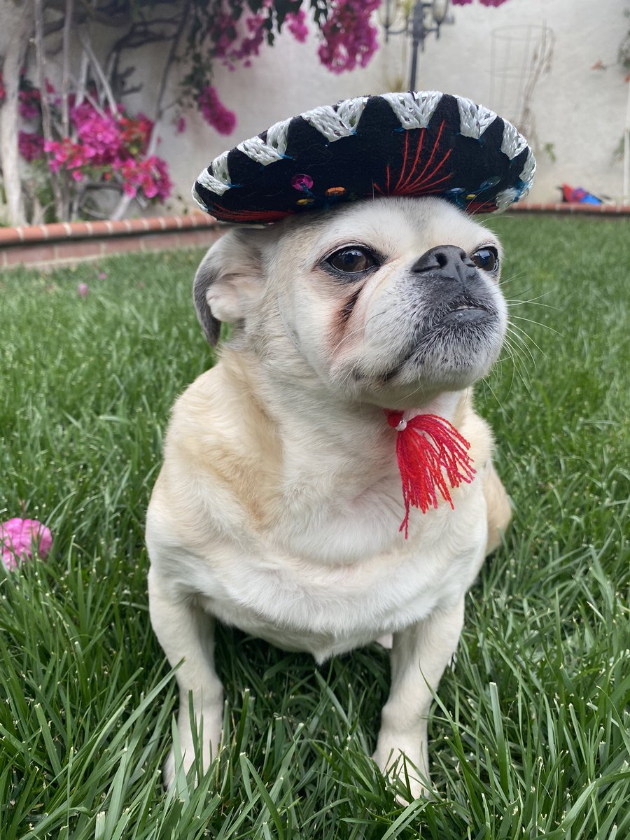 _nicoledeee's tweet image. if you’re having a bad day, here’s Chubbs in a mini sombrero.