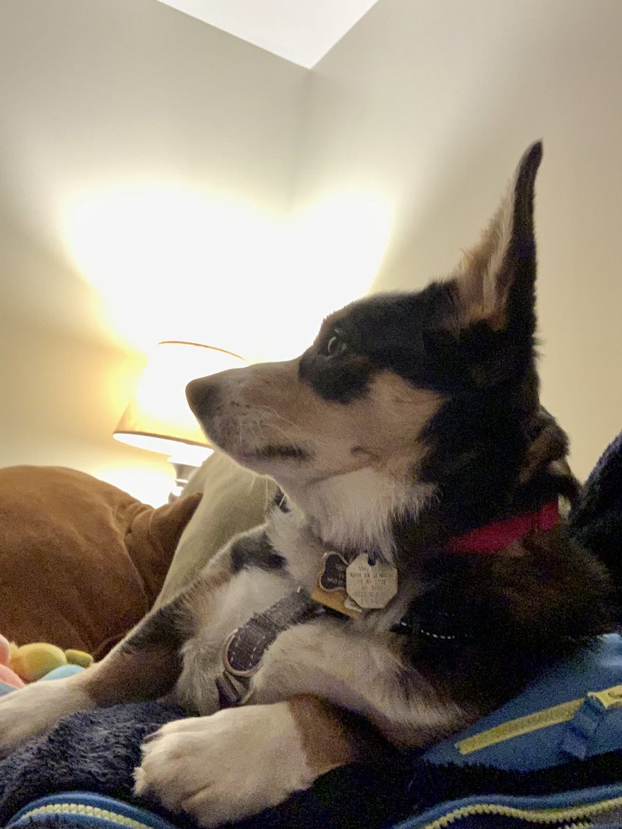 Quinn_The_Corgi's tweet photo. Let me get your attention and throw my entire body on you. It’s not like you need to see the TV or anything. It’s #QuinnTime.
.
.
.
.
#corgi #corgilife #corgipuppy #corgination #corgilove #corgicommunity #corgis #corgiworld #corgiOhio #Ohio #March #pembrokecorgi #followme https://t.co/oBWqFqZIPP