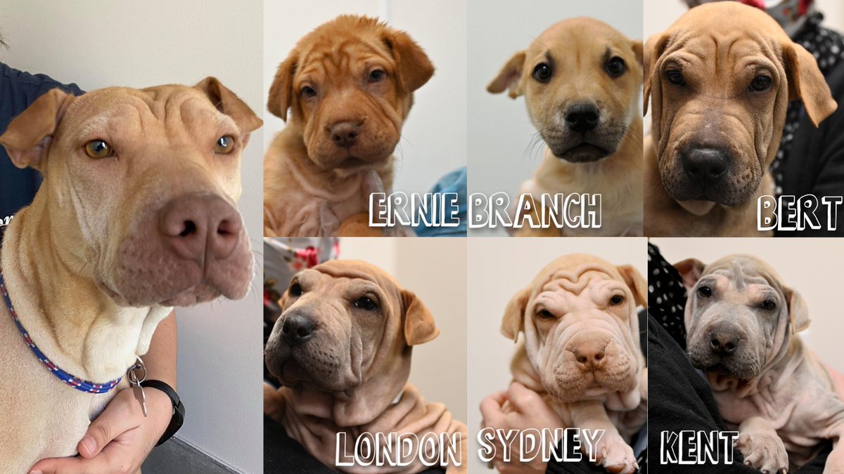 HWAC's tweet image. These #SharPeis are sure to leave a permanent mark on your heart! Wrinkles &amp;amp; her 6 #SharPei blend pups made their way to the Center in late February via plane, thanks to @petrescuepilots and @barkhouseorg. We are happy to share that this weekend they are available for adoption!