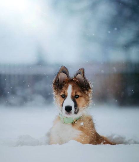 FirstMatePet's tweet photo. The best way to start the weekend? Pictures of puppies! 😍
.
.
.
📸: @Theshepherdandthecollie | #MyFirstMate
#pawsthatwander #puppylove #puppiesofinstagram #pnwonderland #pnwonderdogs #exploretocreate #exploringwithdogs #wanderwithdogs #weeklyfluff https://t.co/dkt5bONctj