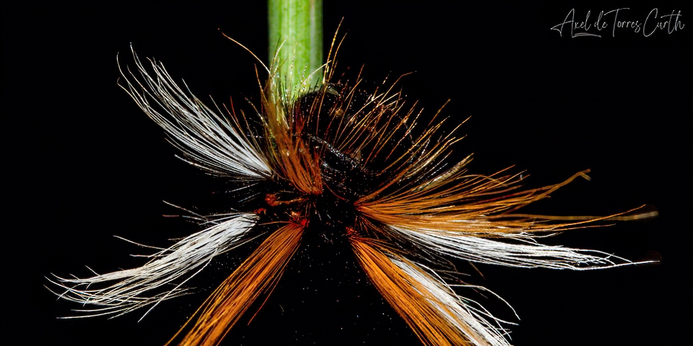 acurth's tweet photo. Punk la felina peluda.

#insects #macro #nature #insect #naturephotography #macrophotography #bugs #wildlife #insectphotography #world #entomology #perfection #naturelovers #bug #animals #flowers #photooftheday #our #captures #ants #wildlifephotography https://t.co/nYnpU2BdDg