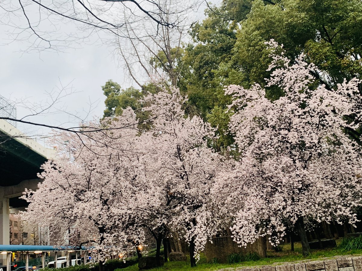 ria_18890801's tweet photo. おはようございます☀

昨日の夜大雨と竜巻と何回もピロピロ
ニューステロップ上がってたね😭

今日はお天気キラキラしますように🙏

みなさんのお家大丈夫でしたかー？🌀

大阪では雨の中
桜🌸が咲いてたよー！！
今年初桜。 https://t.co/Dtie0ZcpKA